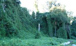 Image of kudzu