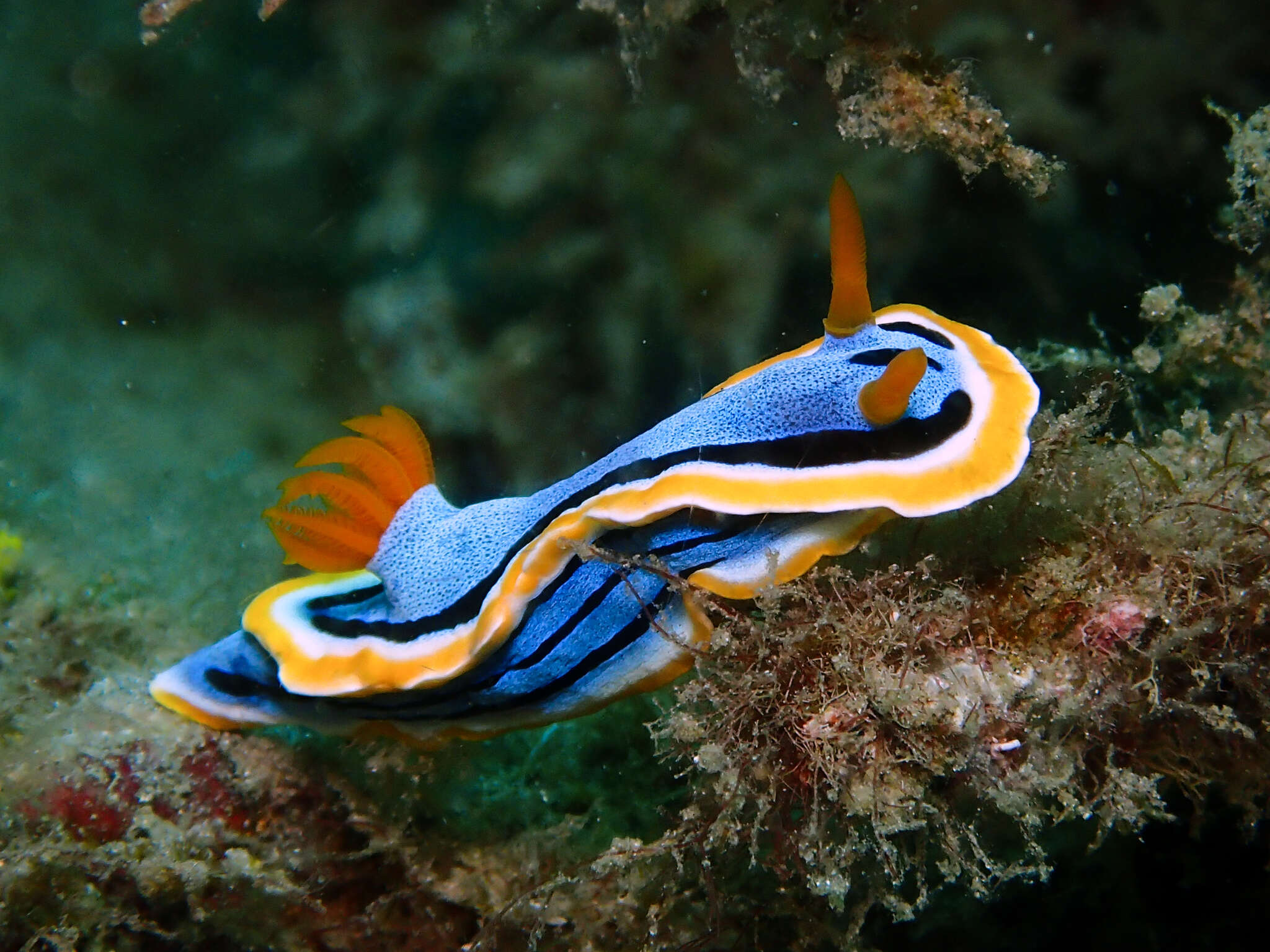 Image of Chromodoris annae Bergh 1877