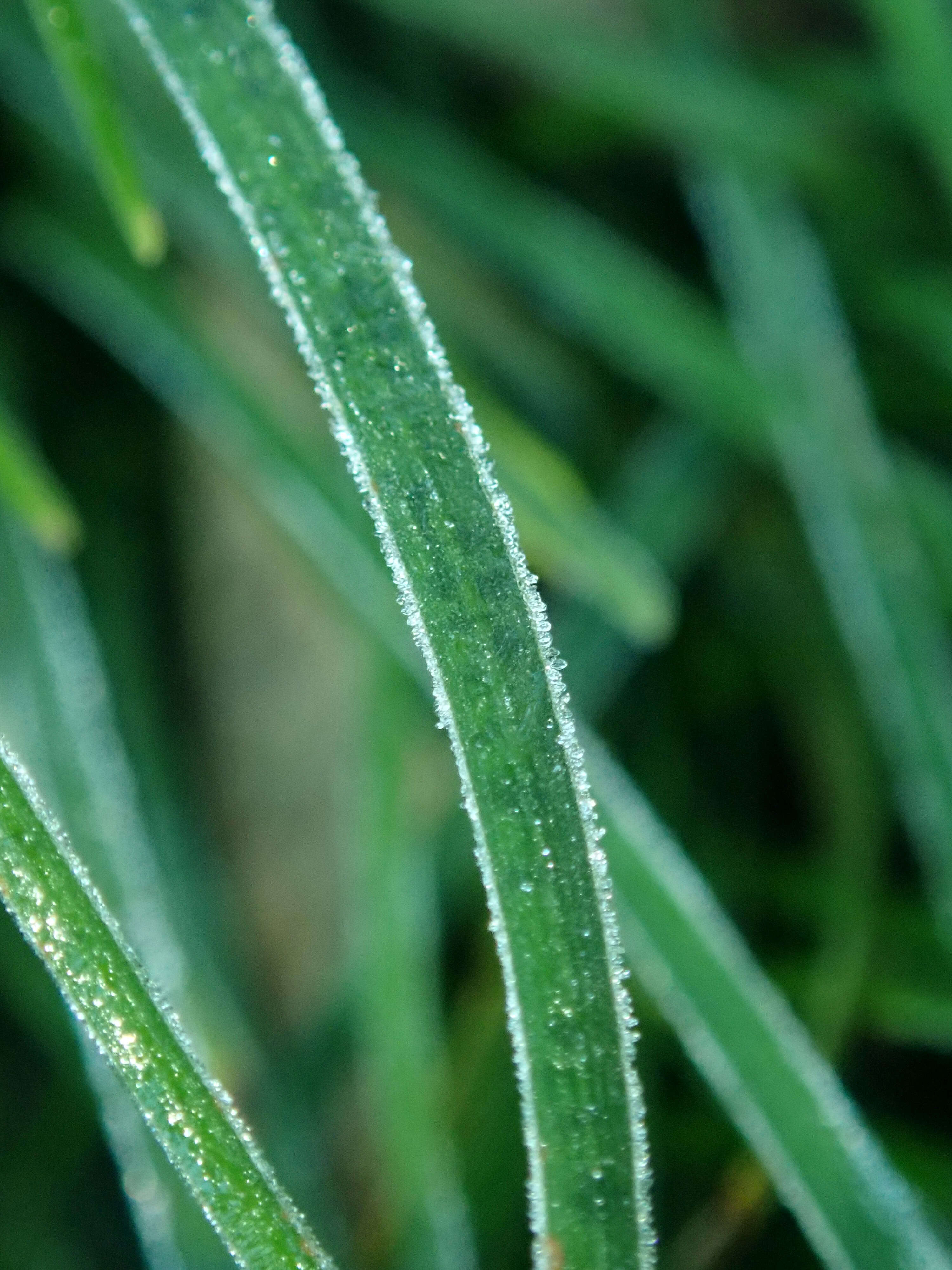 Image of Mondo Grass