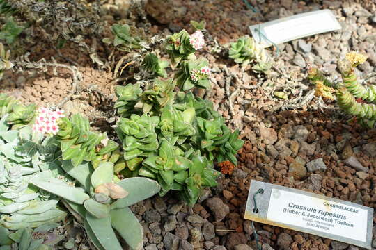 Image of Concertina plant