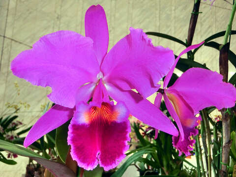 Image of Jenman's Cattleya