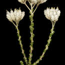 Image of Scaly-leaved everlasting