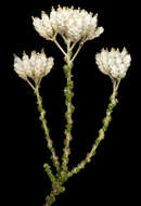 Image of Scaly-leaved everlasting