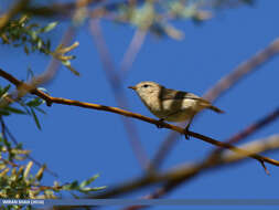 Image of Siberian Chiffchaff