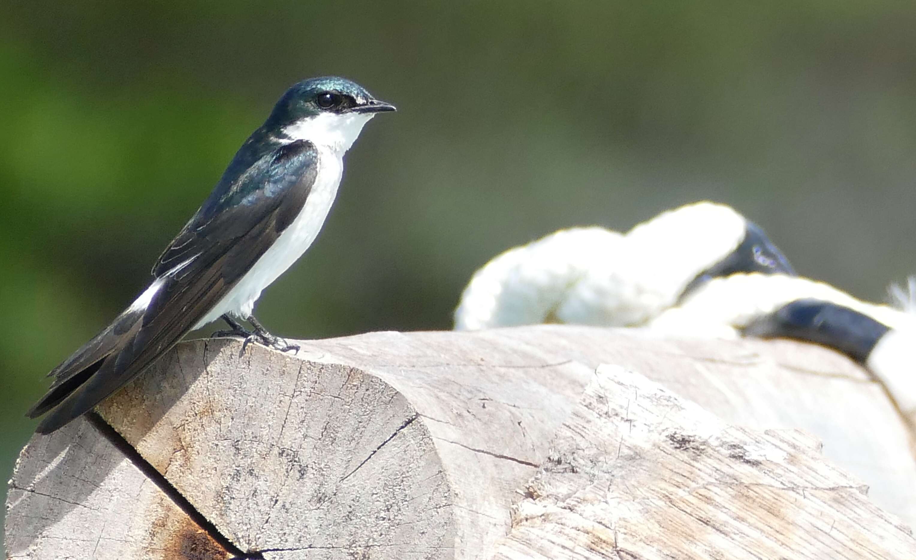 Image of Mangrove Swallow