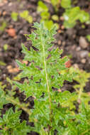 Imagem de Acanthus mollis L.