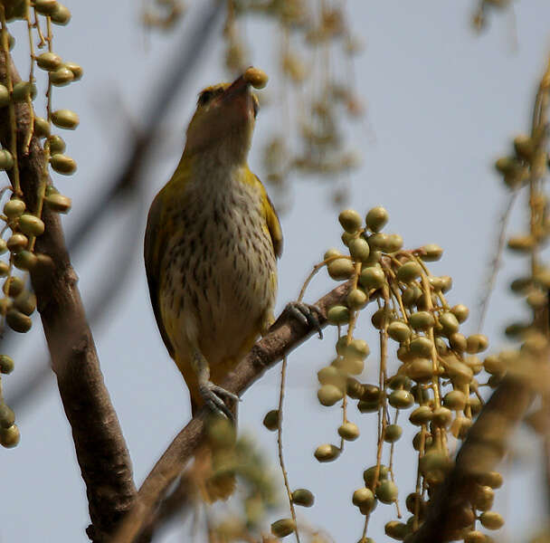 Image de Lannea coromandelica (Houtt.) Merr.