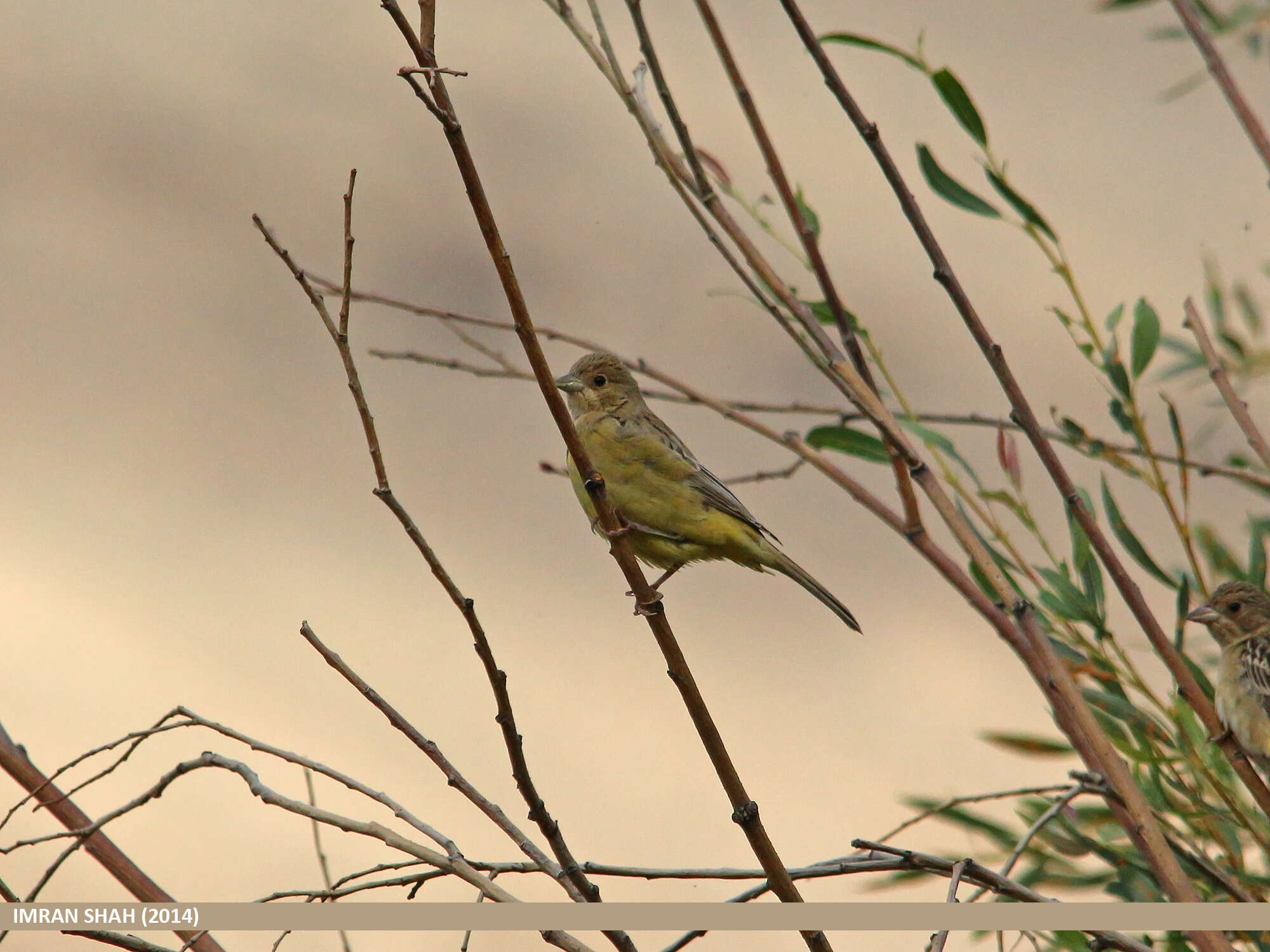 Image of Brown-headed Bunting