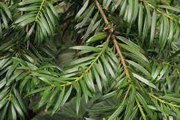 Image of Podocarpus oleifolius D. Don