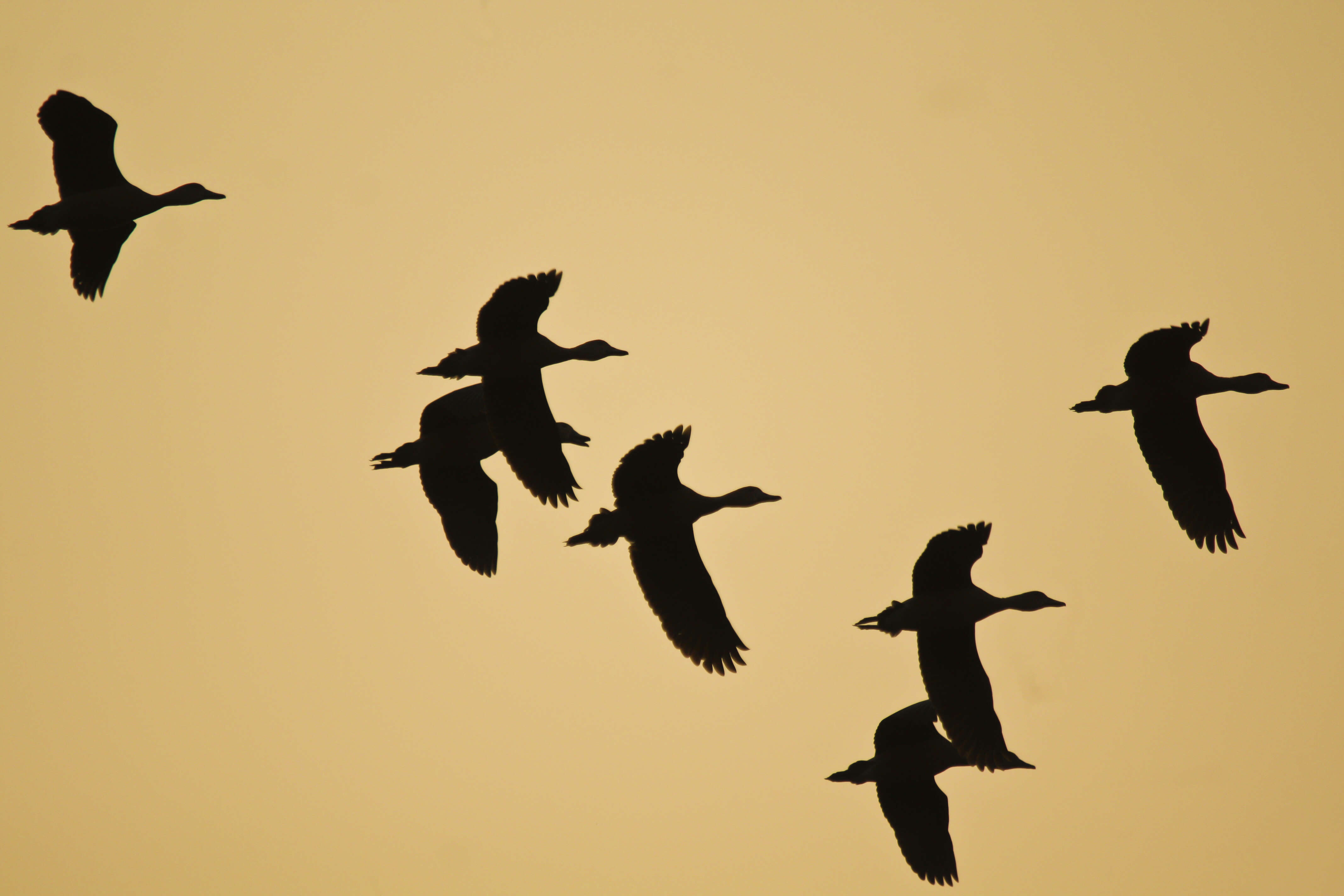 Image of Lesser Whistling Duck