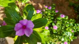 Image of Madagascar periwinkle