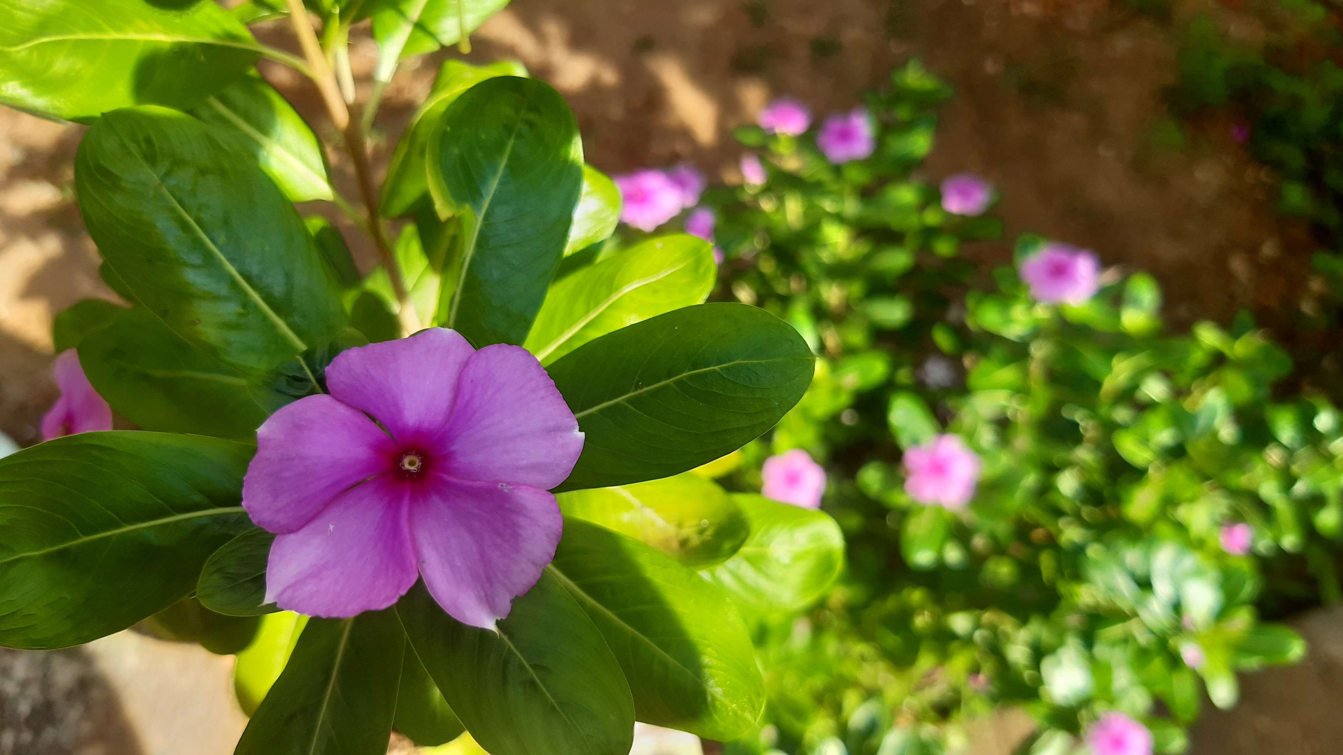 Image of Madagascar periwinkle