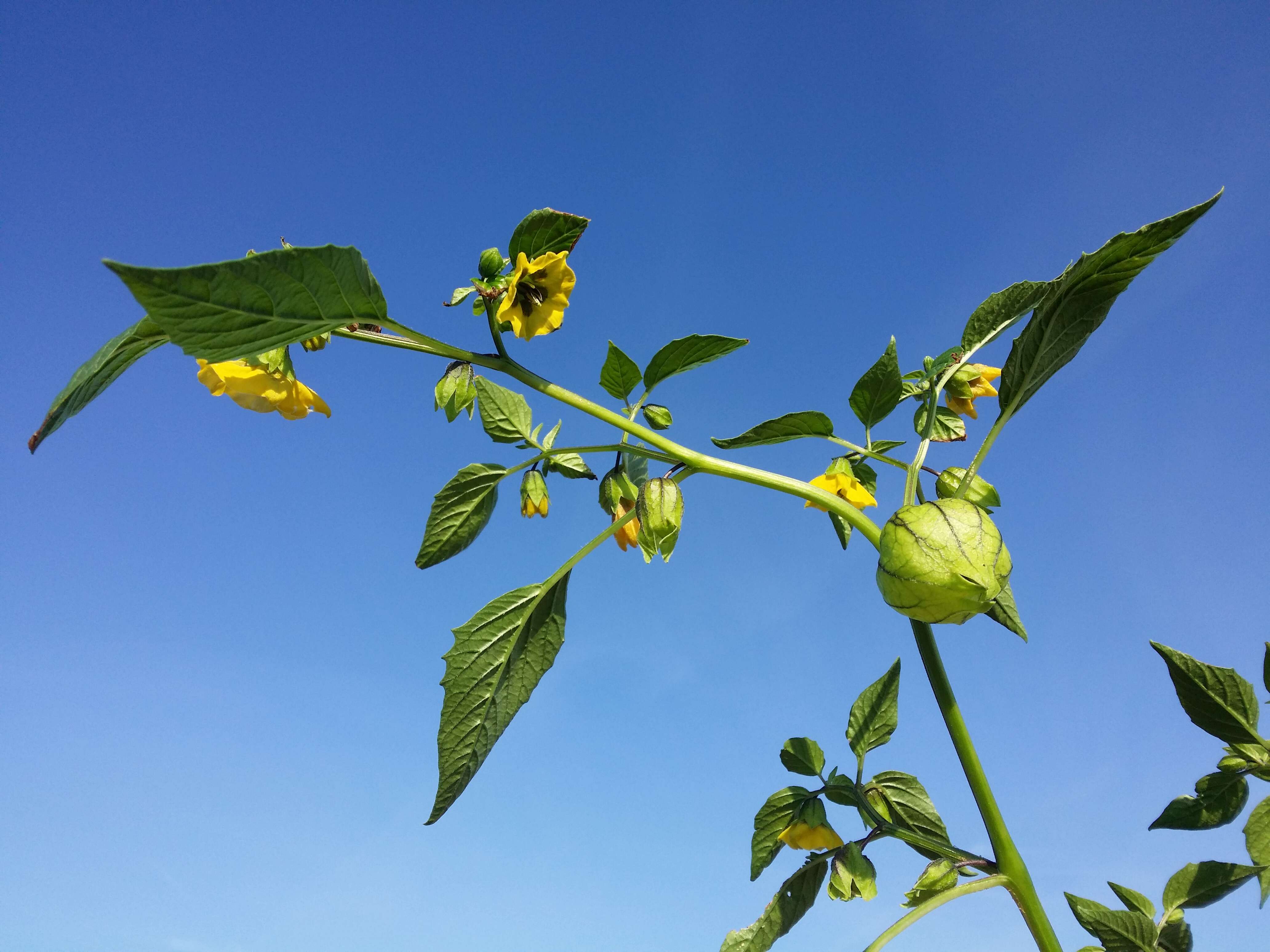 Image de Tomatille