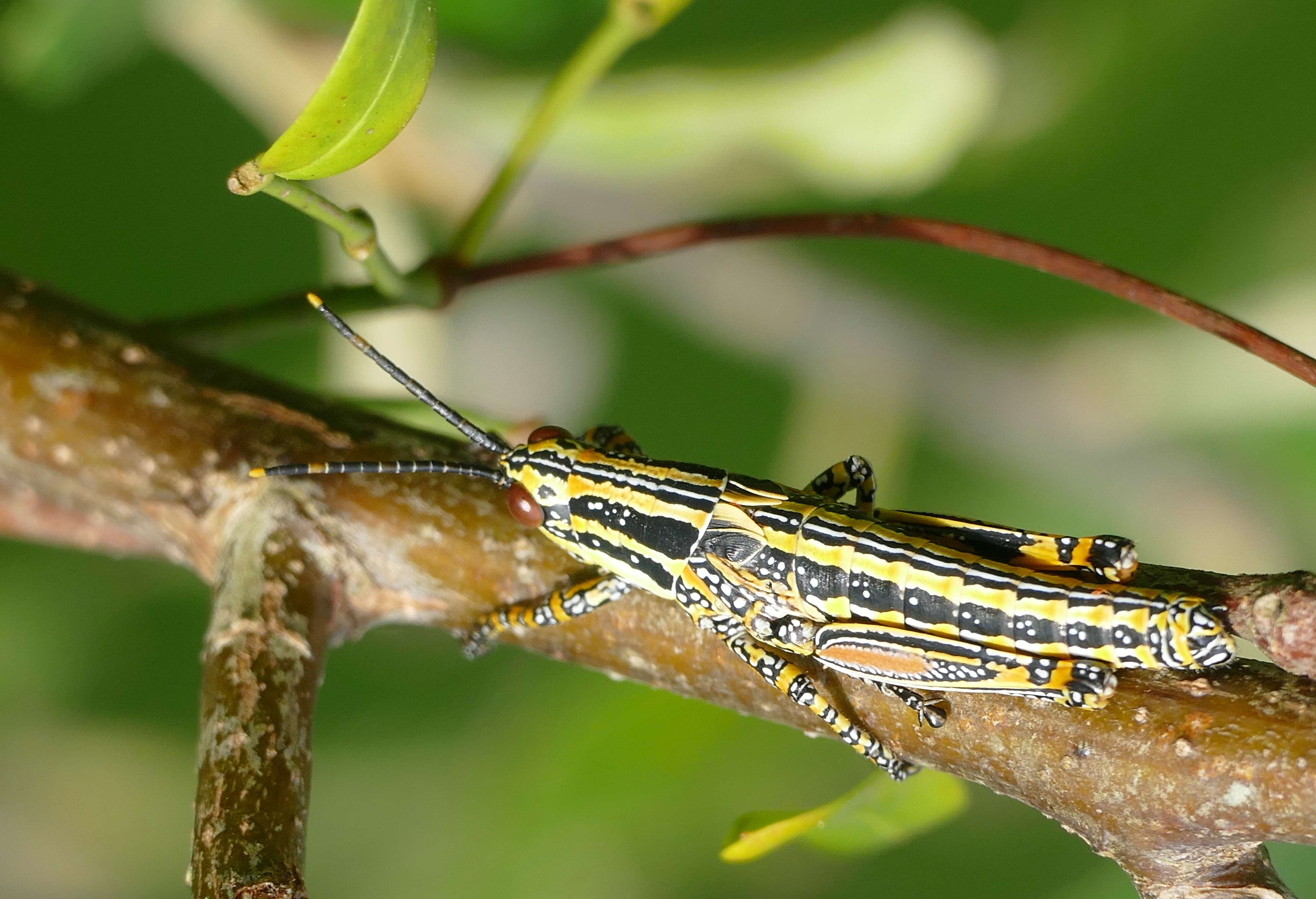 Plancia ëd Zonocerus elegans (Thunberg 1815)