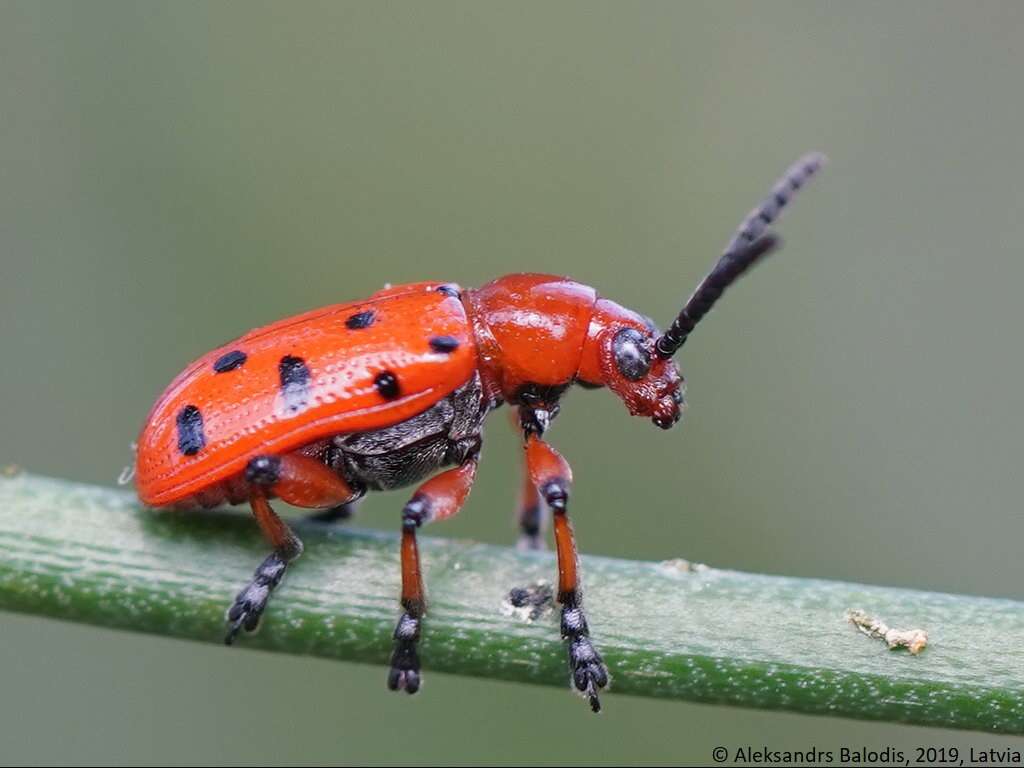 Image of Spotted asparagus beetle