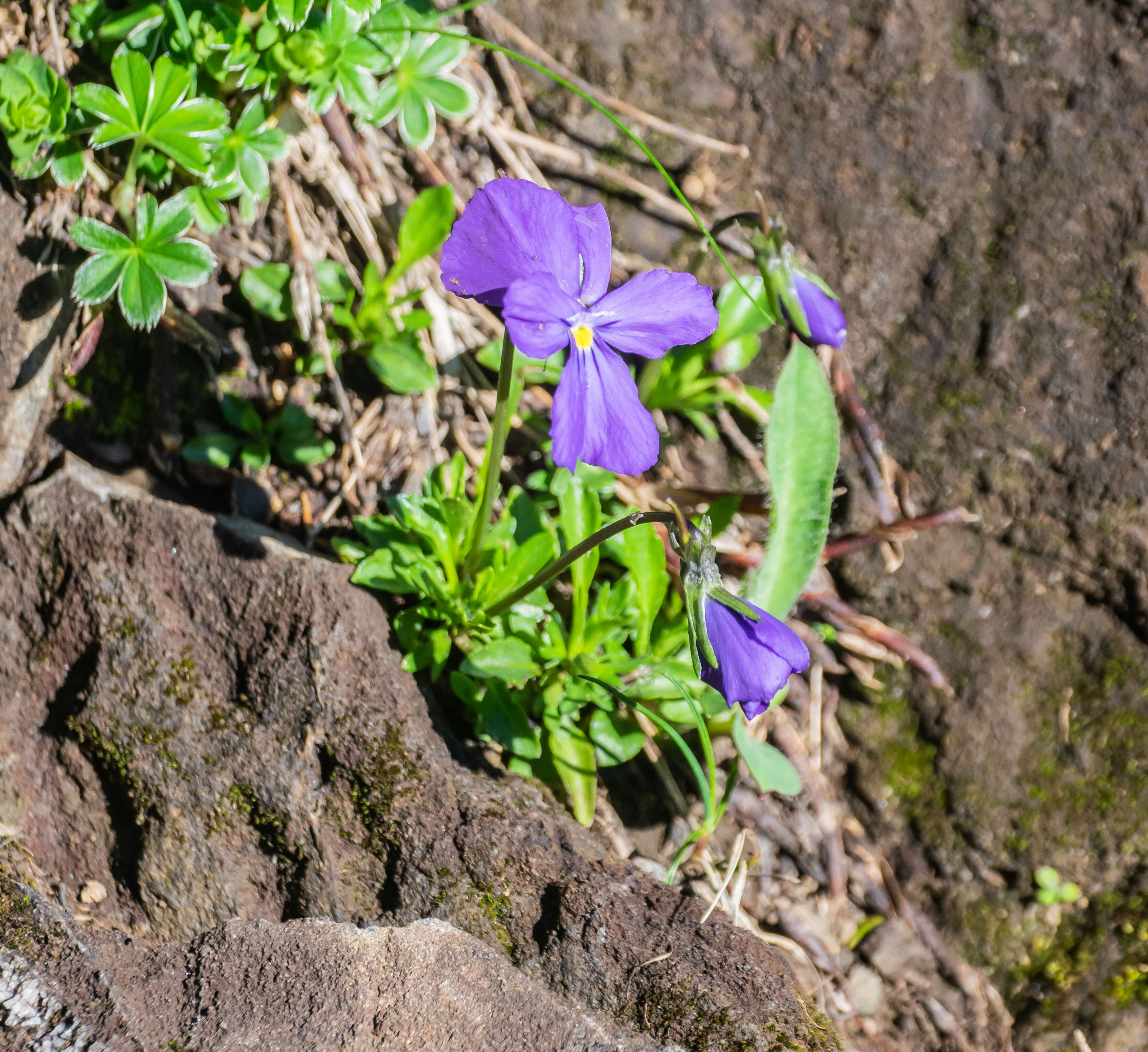 Слика од Viola calcarata L.