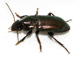 Image de Harpalus (Harpalus) distinguendus (Duftschmid 1812)