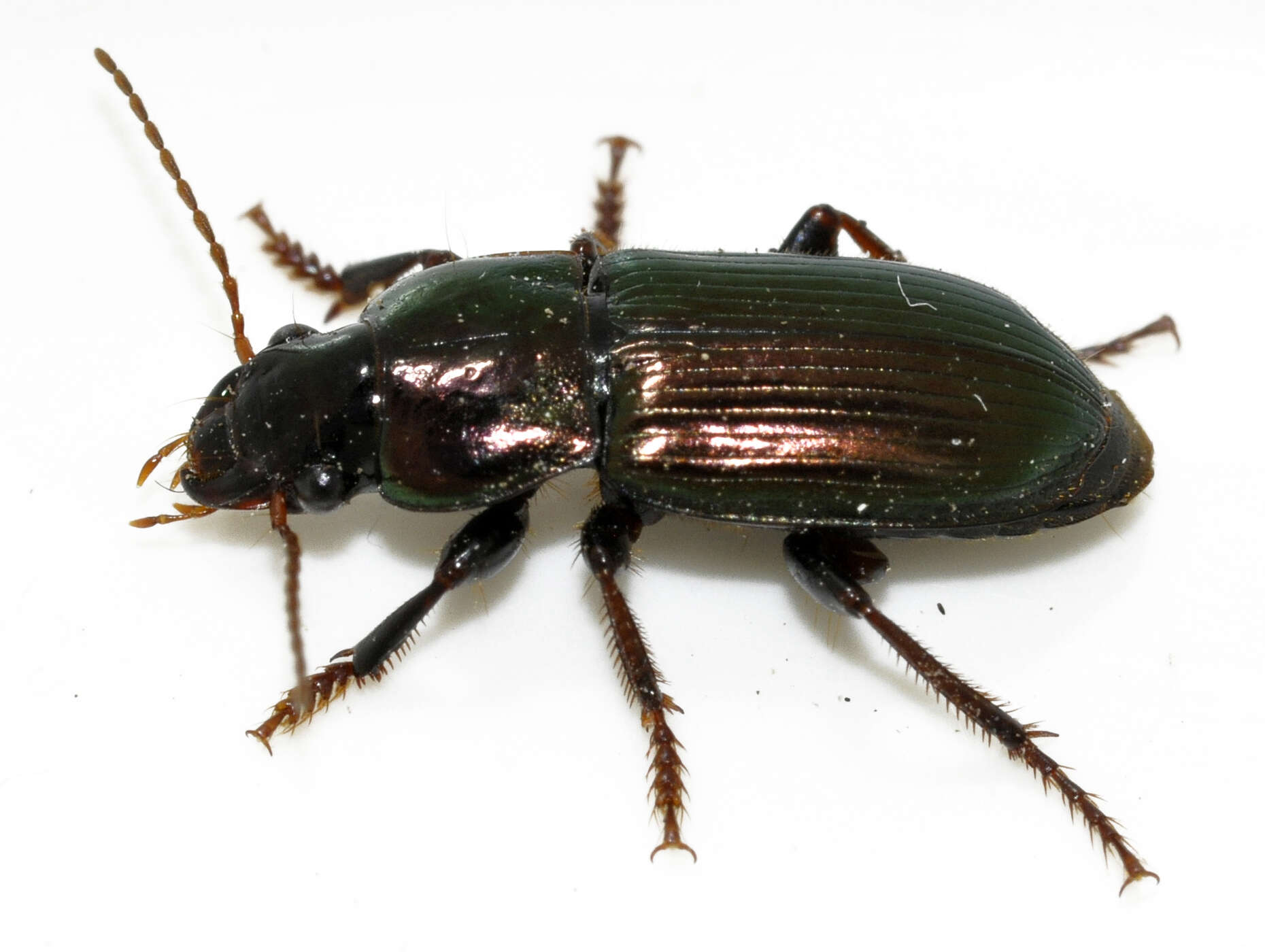 Image de Harpalus (Harpalus) distinguendus (Duftschmid 1812)