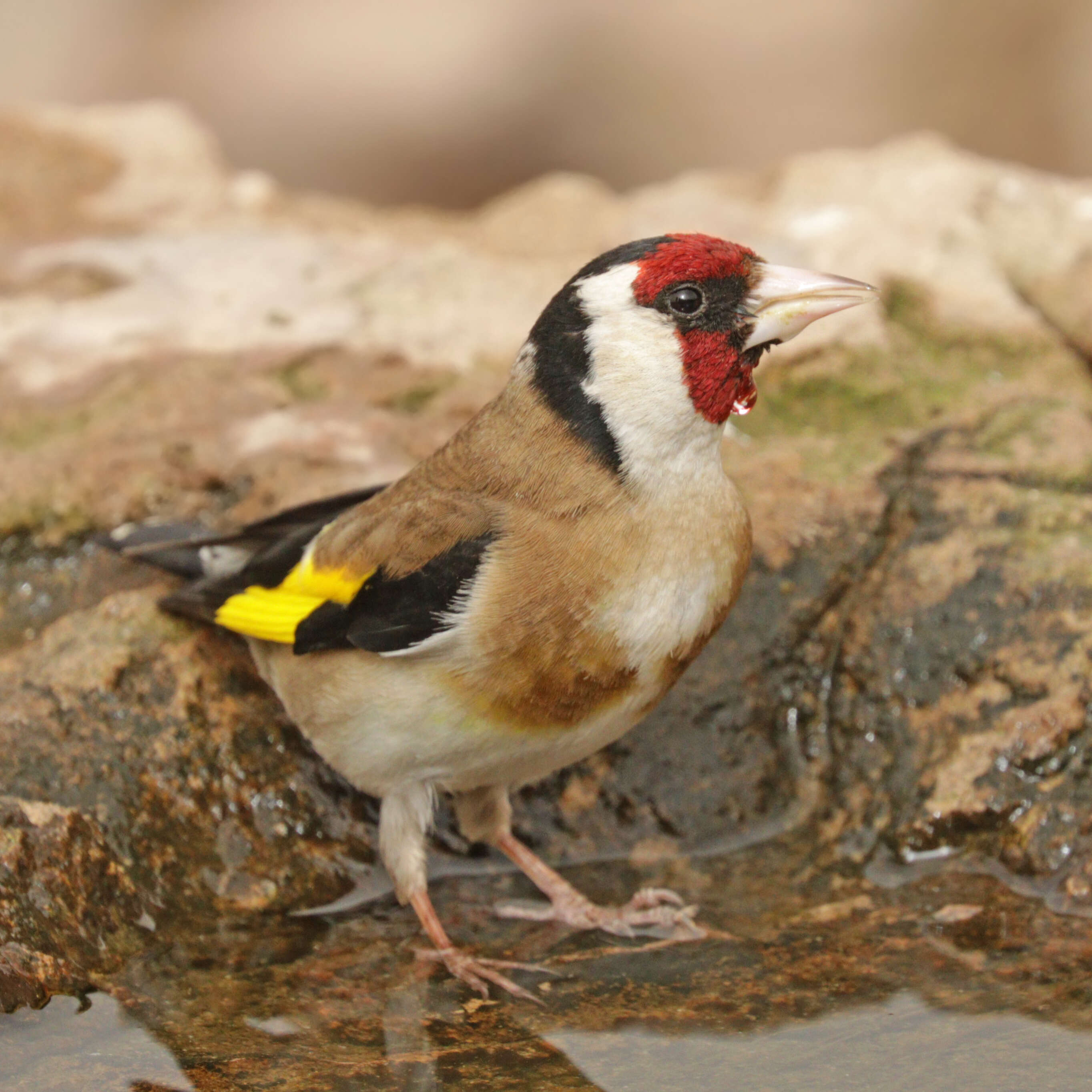 Image of European Goldfinch