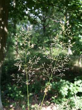 Imagem de Agrostis capillaris L.