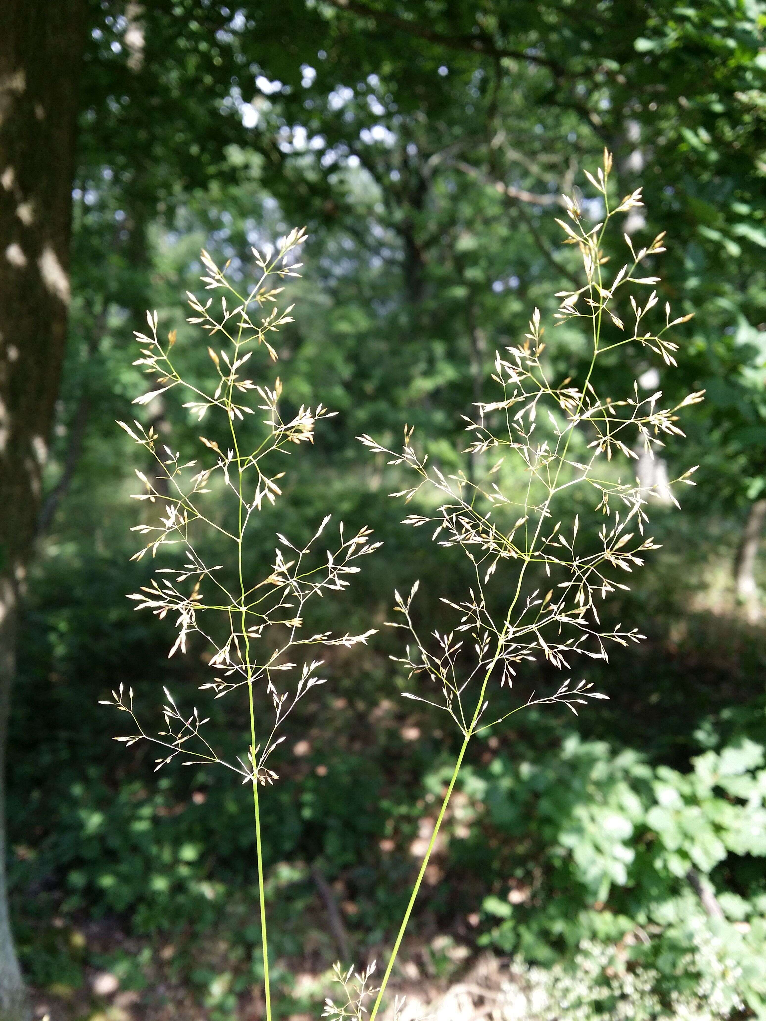 Image de Agrostis commun