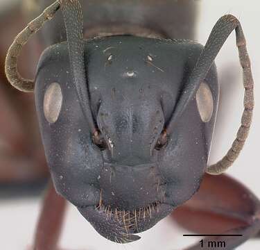 Imagem de Camponotus ligniperda