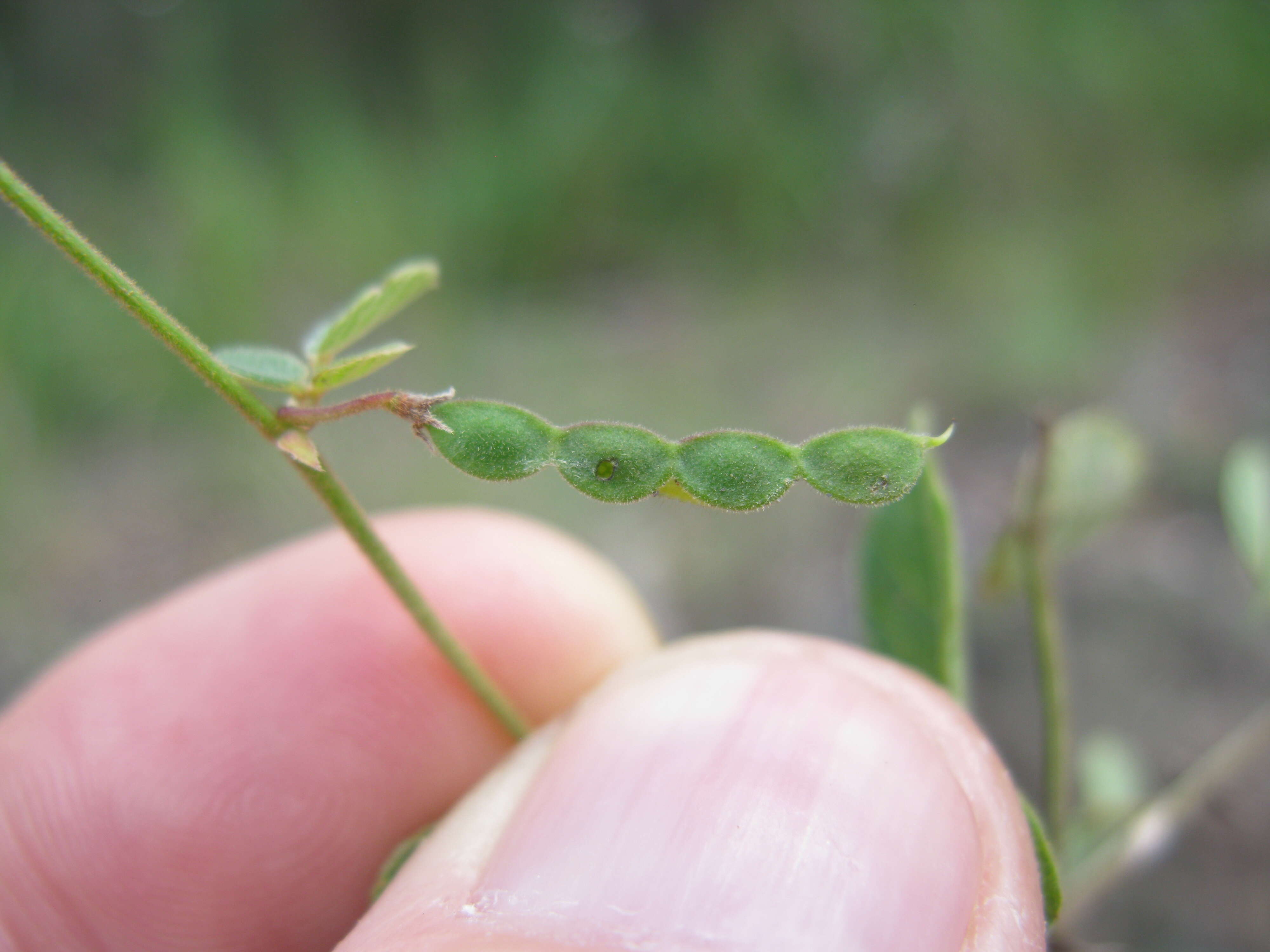 صورة Desmodium rhytidophyllum Benth.