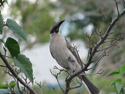 Image of Little Friarbird