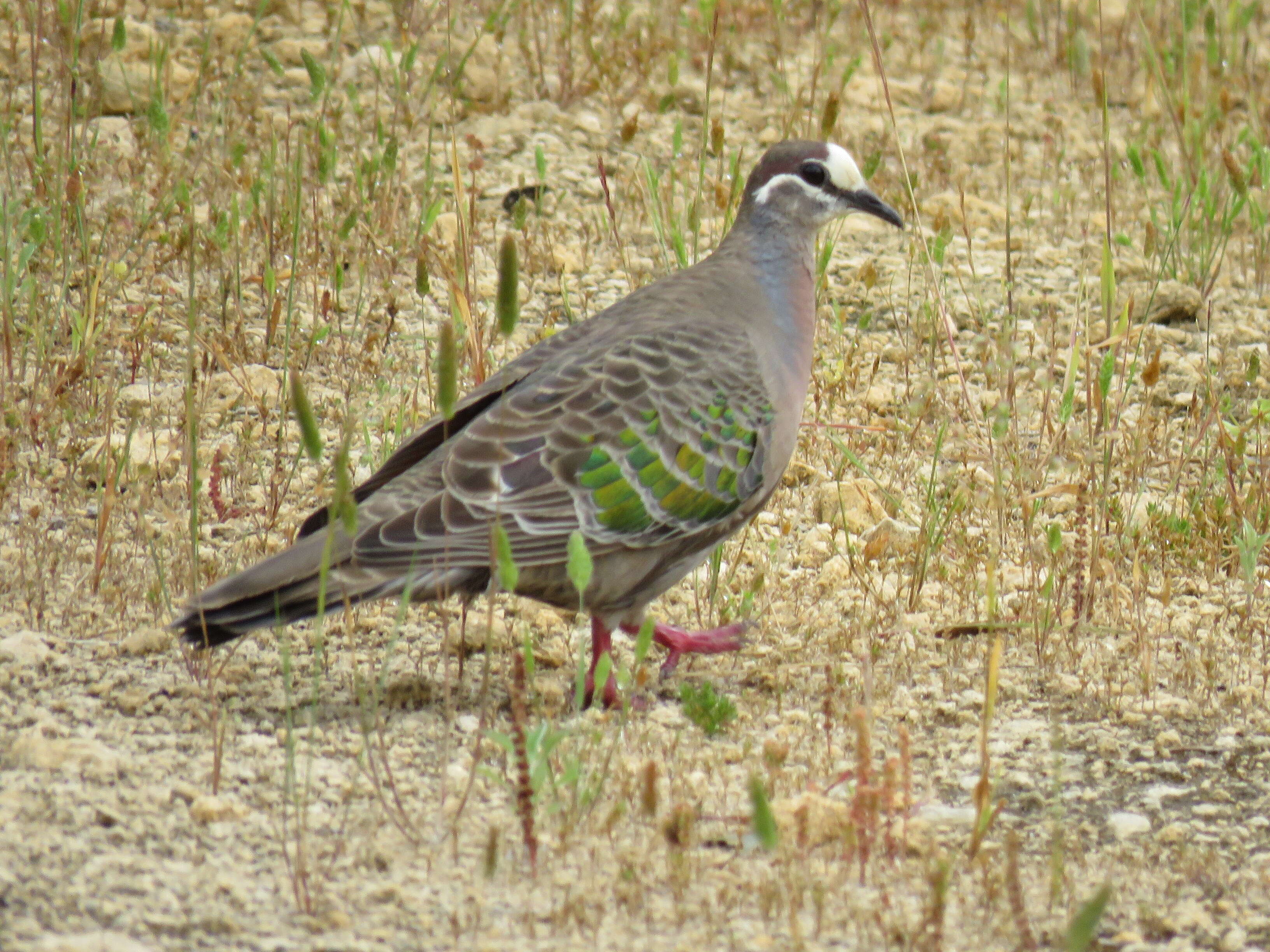 Image of Common Bronzewing