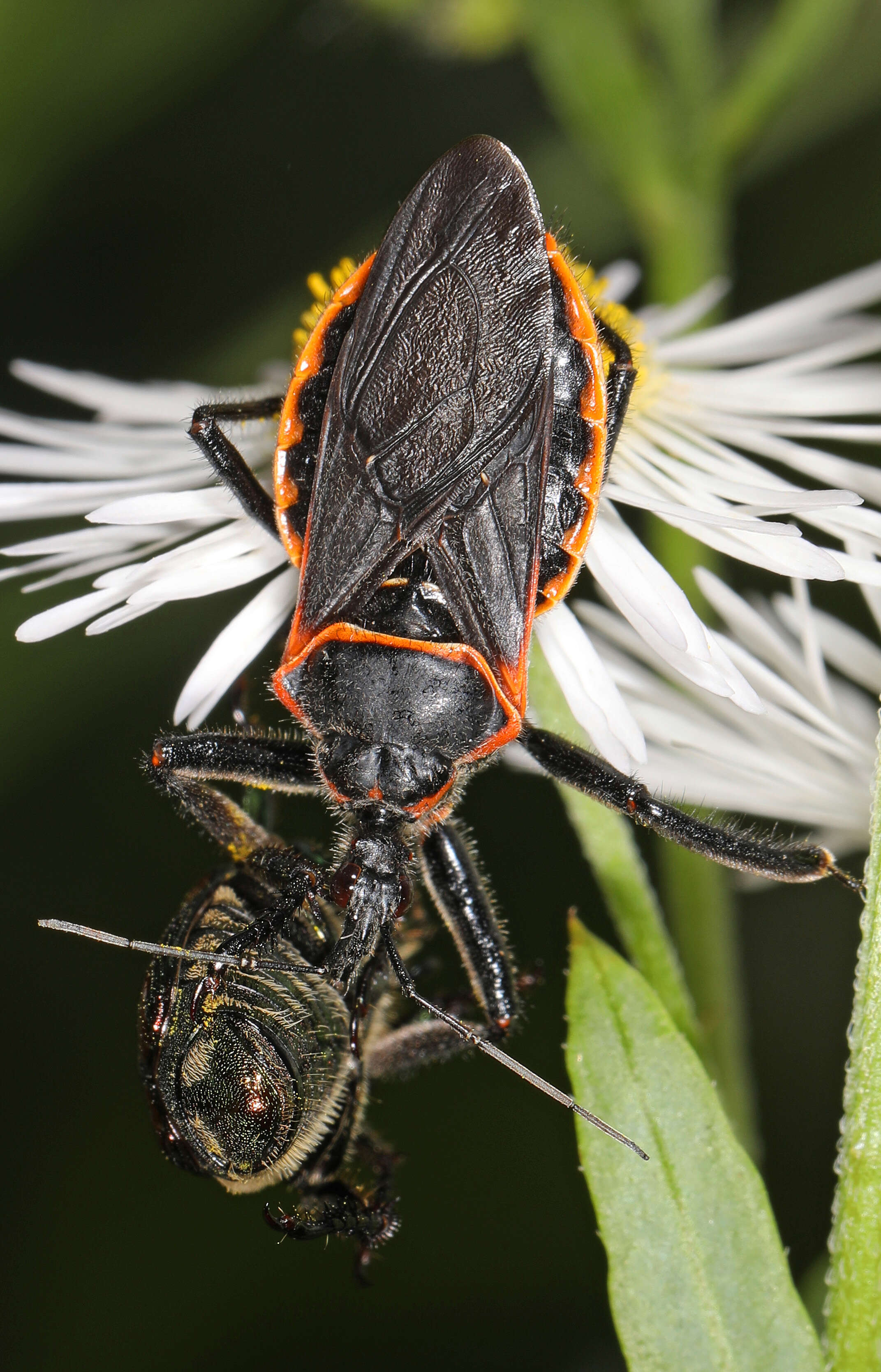 صورة Apiomerus crassipes (Fabricius 1803)