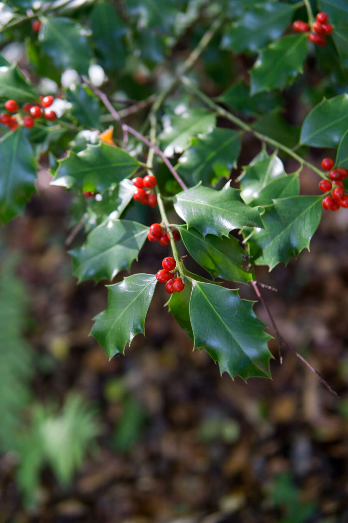 Image of English holly