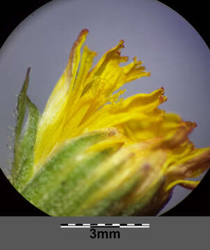 Image of smooth hawksbeard