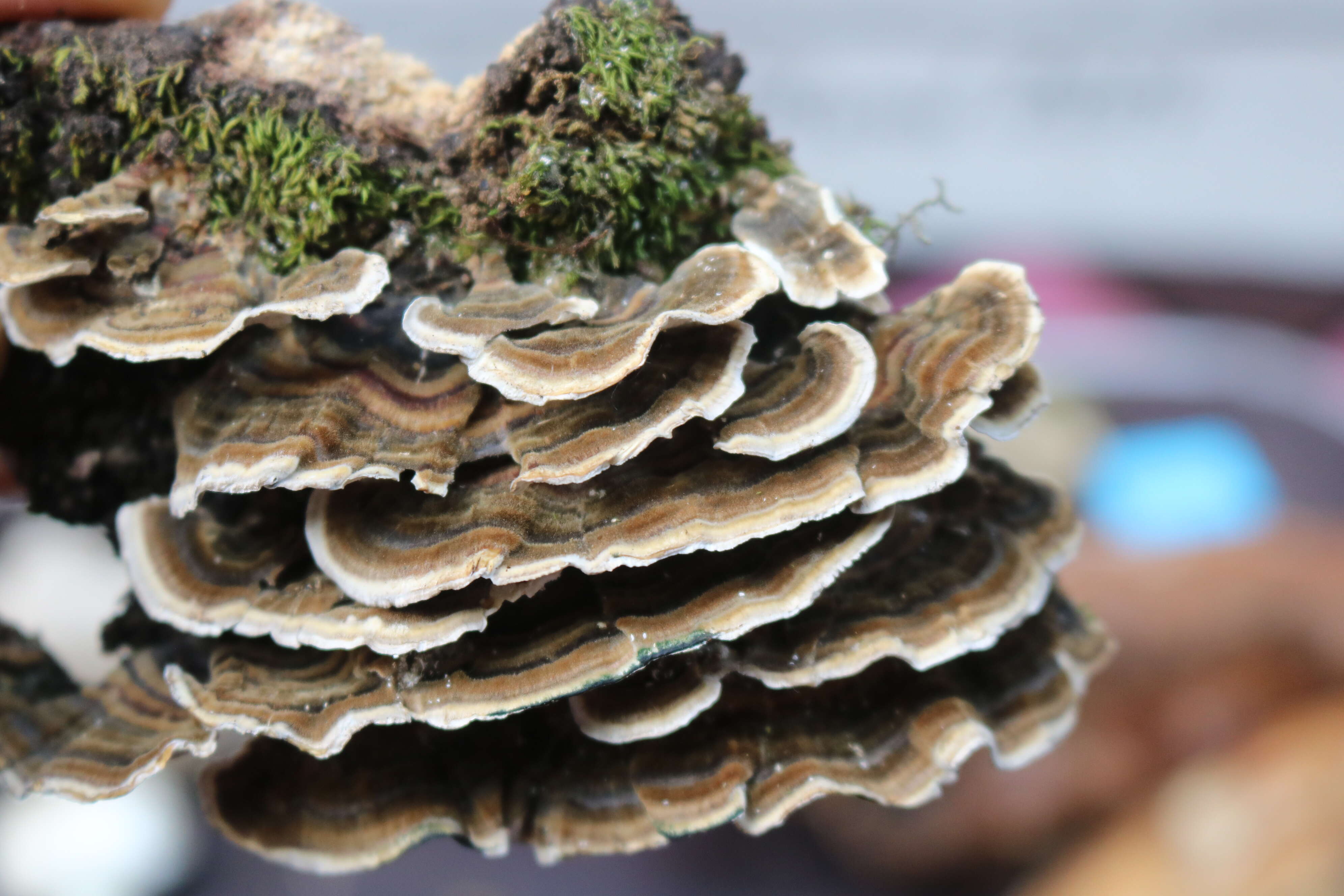 Image of Turkey Tail