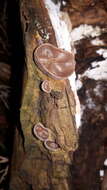 Image of ear fungus