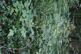 Image of Lactuca muralis