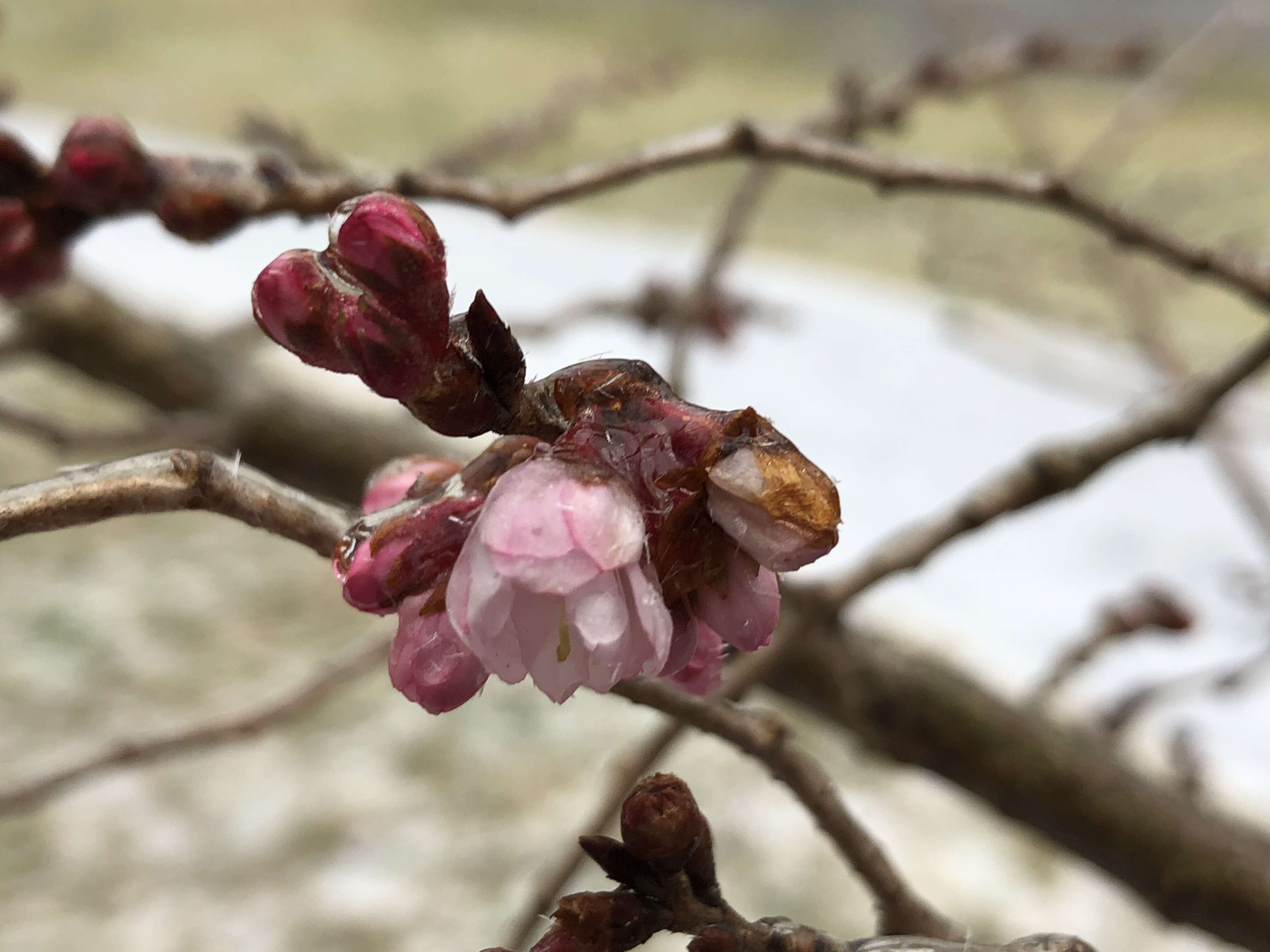 Plancia ëd Prunus subhirtella Miq.