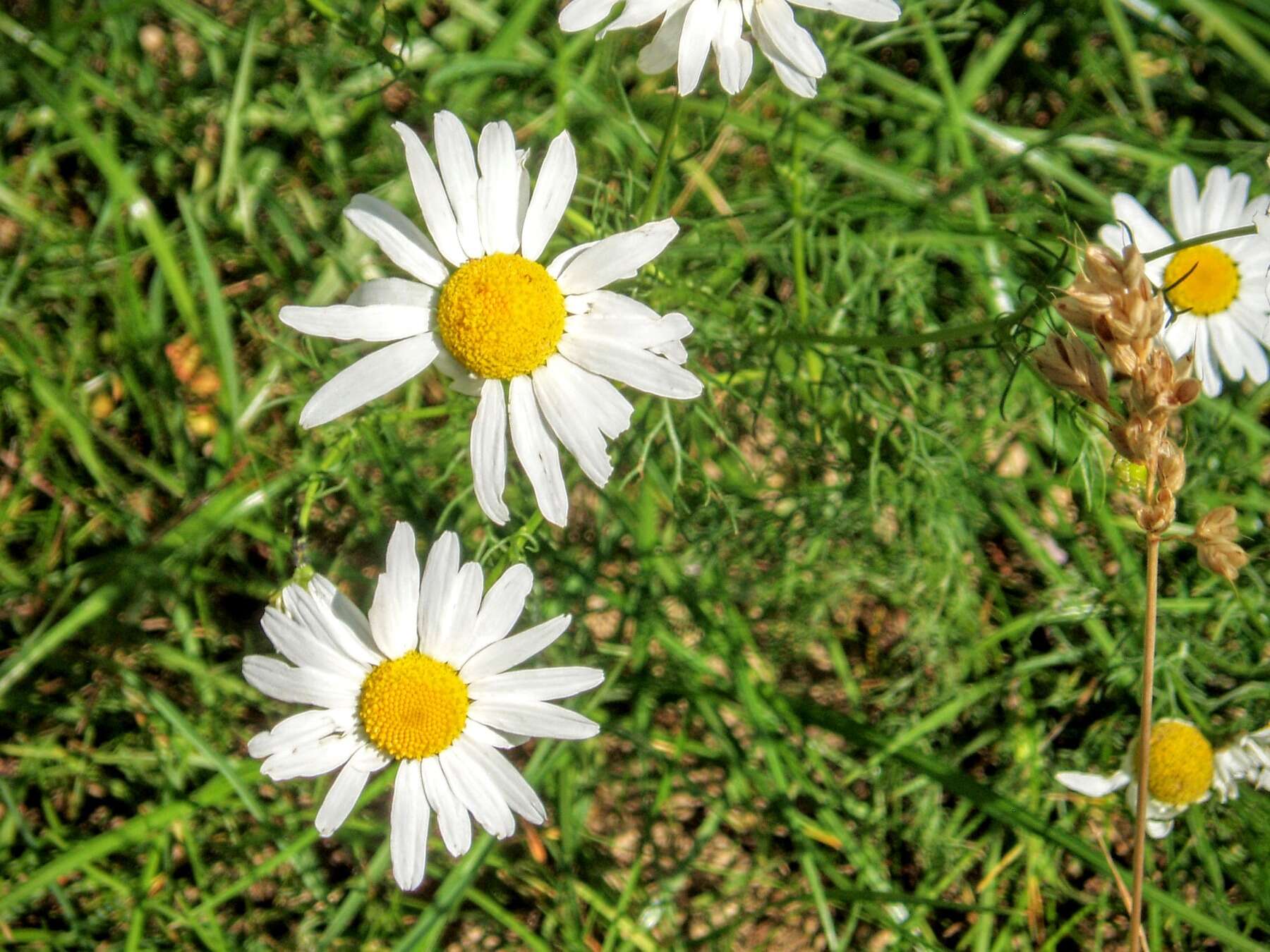 Anthemis arvensis L. resmi