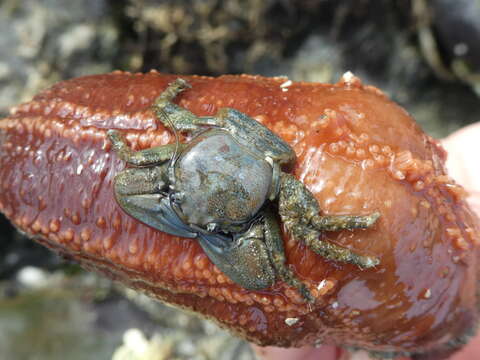 Image of flattop crab