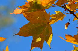 Image of Norway Maple