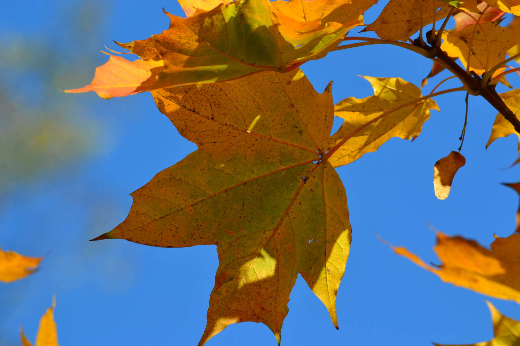 Sivun metsävaahtera kuva