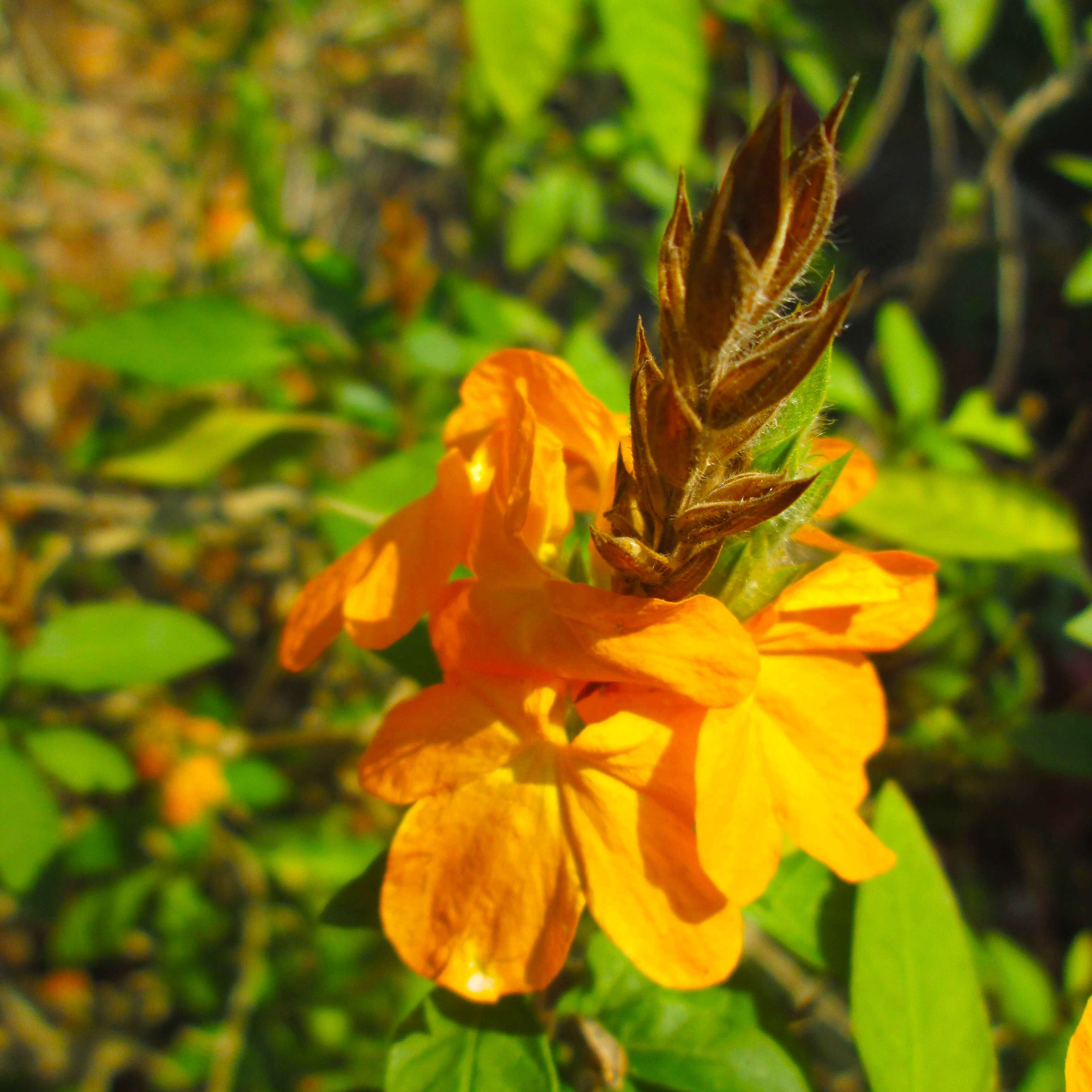 Imagem de Crossandra infundibuliformis (L.) Nees