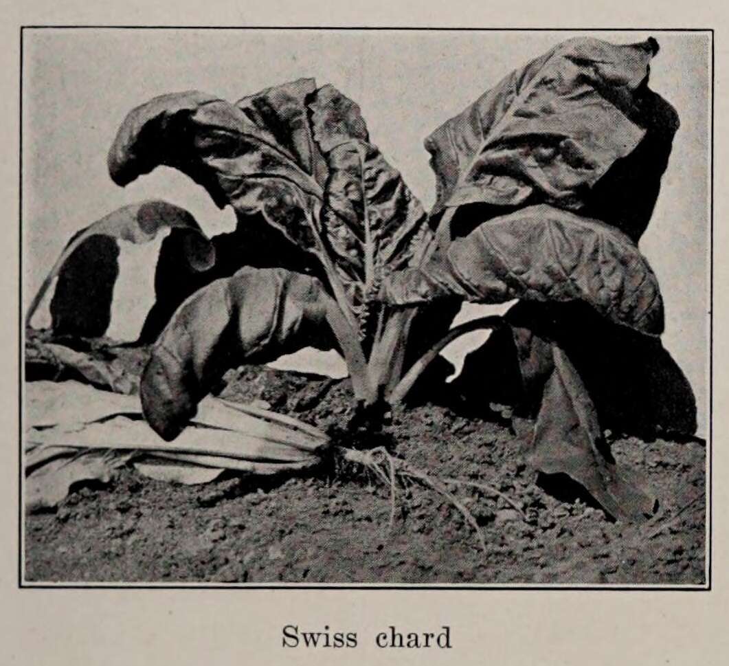 Image of Beta vulgaris subsp. vulgaris Cicla