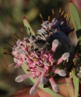 Plancia ëd Vexatorella obtusata (Thunb.) Rourke