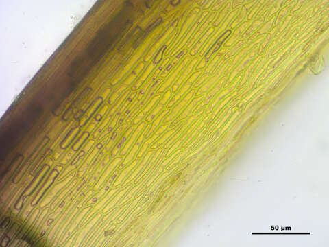 Image of distichium moss