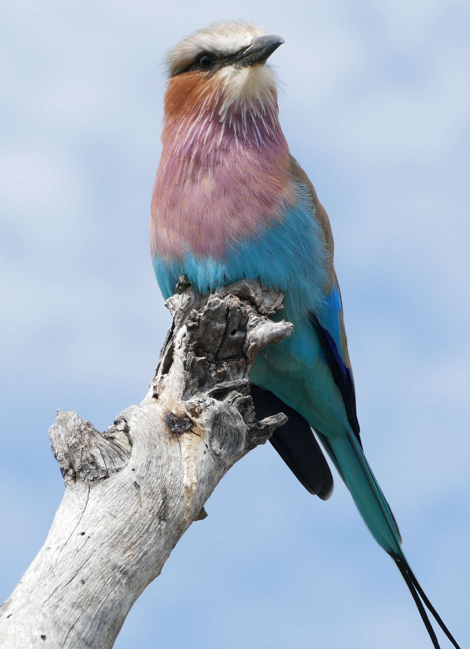 Image of Lilac-breasted Roller