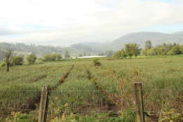 Image of garden onion