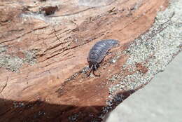 Image of common rough woodlouse