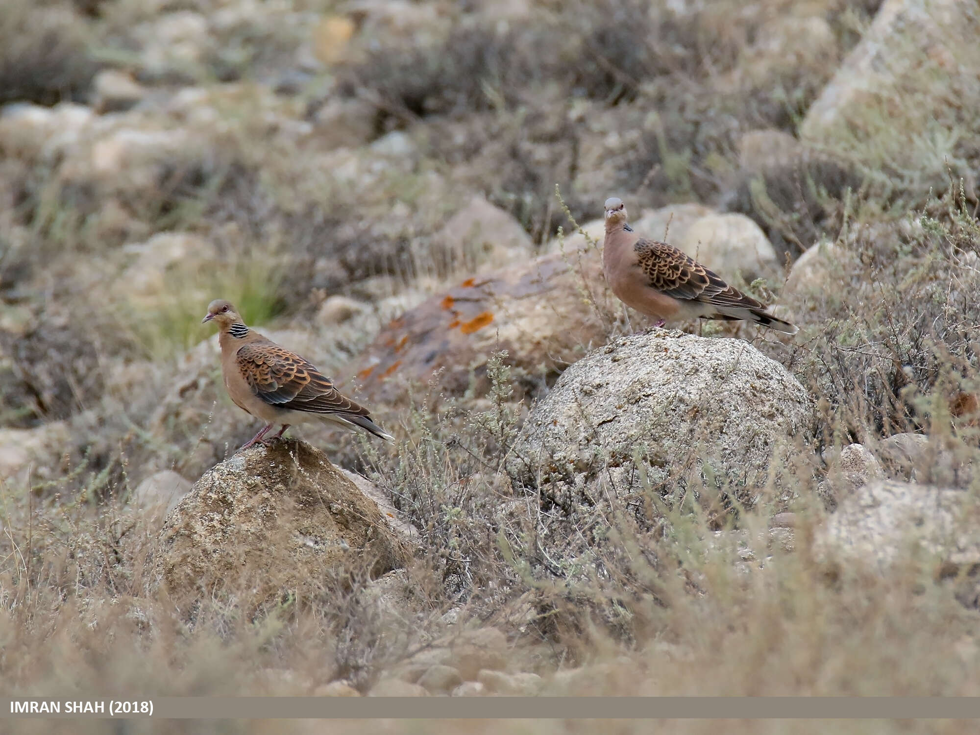 Image of Oriental Turtle Dove