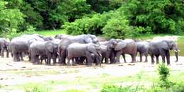 Image of African forest elephant