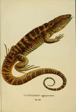 Image of Gold tegu